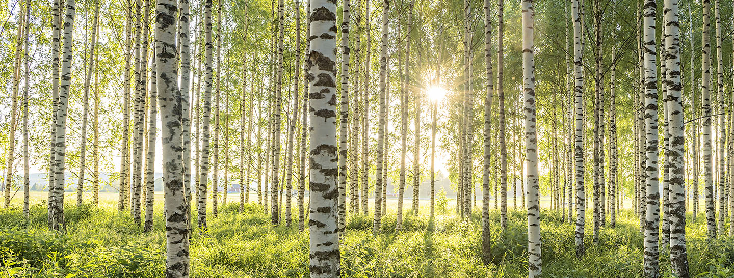 Sunlight streaming through Birch forest