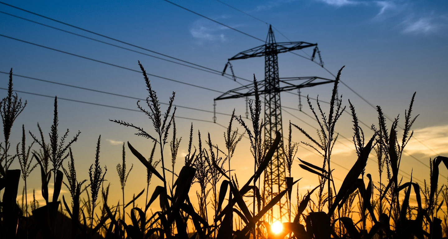 Corn stalks and power transmission lines